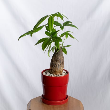 パキラ 鉢セット Pachira Guiana Chestnut 観葉植物 インテリアグリーン 静岡 ANTIDOTE 通販 S1301