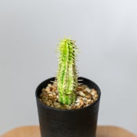 ユーフォルビア 紅彩閣錦 エノプラ 斑入り 実生 Euphorbia enopla 塊根植物 多肉植物 珍奇植物 静岡 ANTIDOTE 通販 S1481