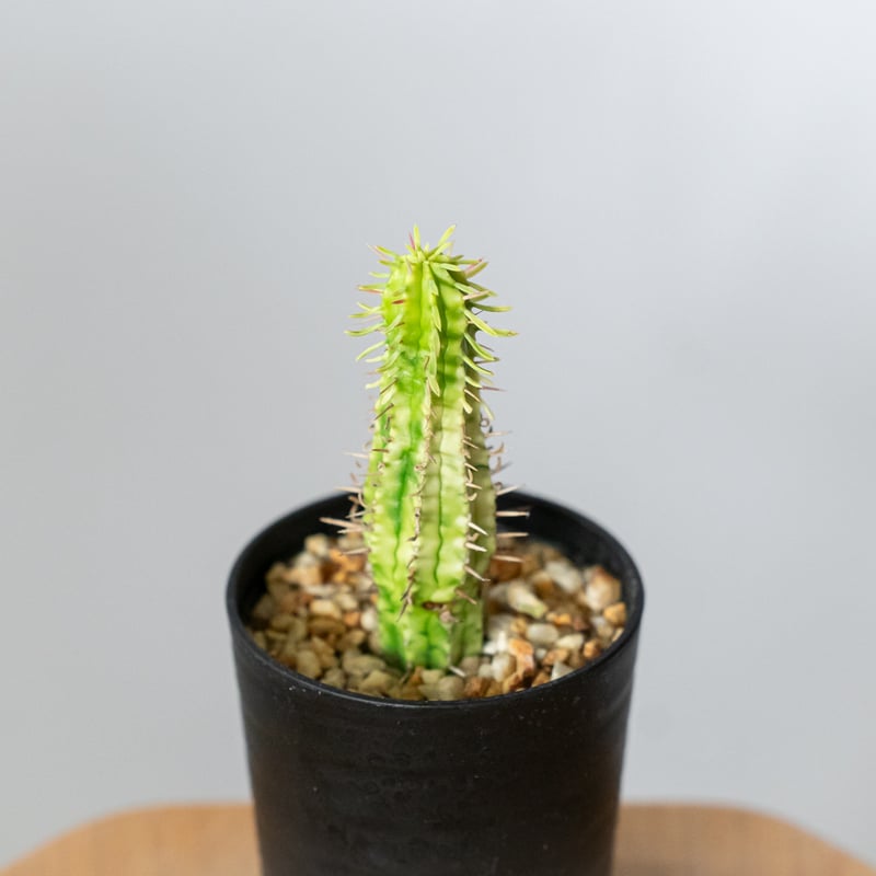 ユーフォルビア 紅彩閣錦 エノプラ 斑入り 実生 Euphorbia enopla 塊根