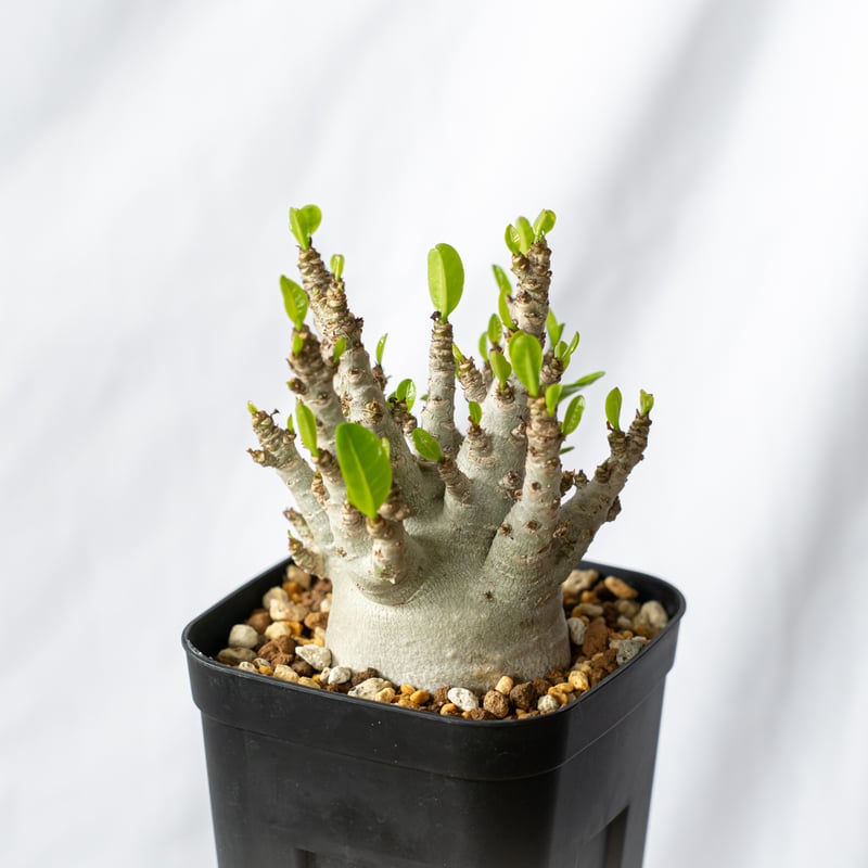 アデニウム アラビカム ブラックスキン【発根管理中】Adenium Arabicum