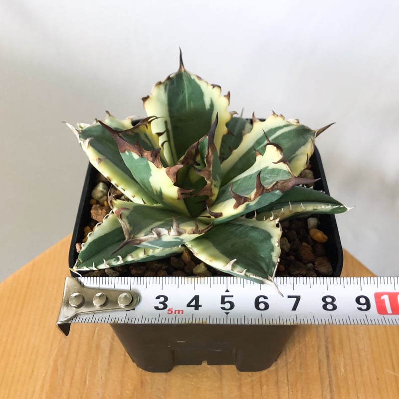 アガベ チタノタ 姫厳竜 白覆輪 姫厳竜錦 姫厳龍錦 TC株 ベアルート