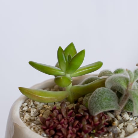 多肉植物 寄せ植え 鉢セット インテリア 多肉植物 観葉植物 珍奇植物 静岡 ANTIDOTE 通販 S1280