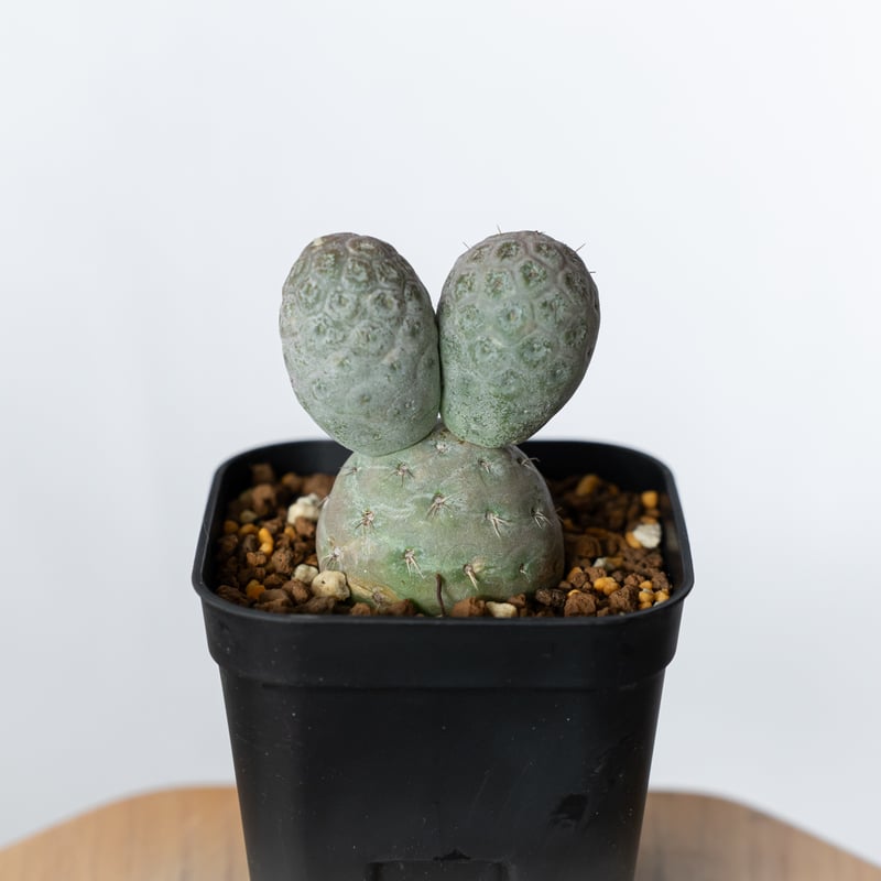 テフロカクタス ゲオメトリクス 実生 Tephrocactus geometricus 多肉植