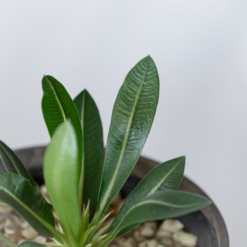 パキポディウム レウコキサンツム 実生 Pachypodium brevicaule leuc