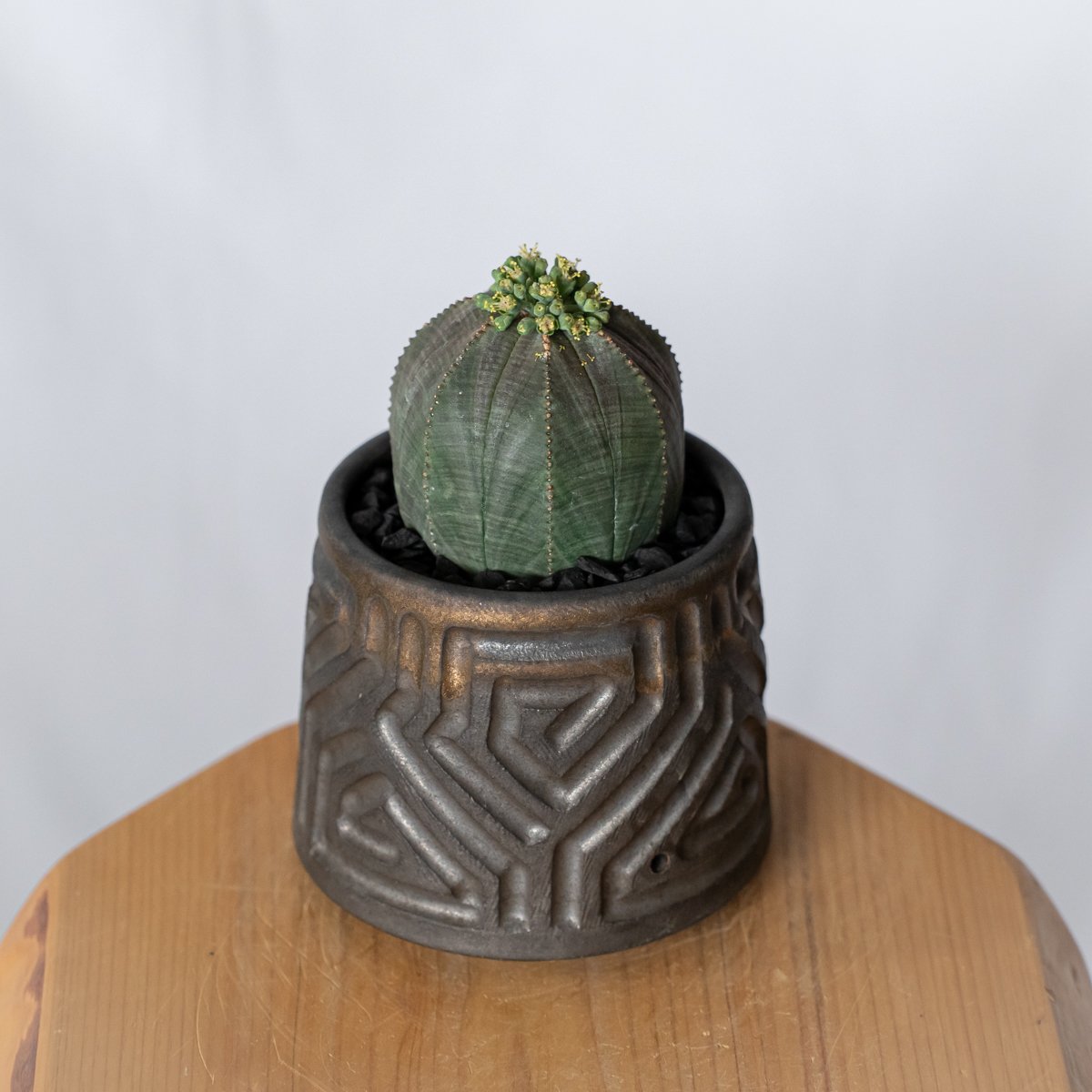 ユーフォルビア オベサ 鉢セット オス株 雄株 美株 Euphorbia obesa