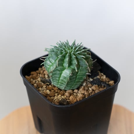 ユーフォルビア バリダ 実生 Euphorbia super valida 多肉植物 珍奇植物 ANTIDOTE 静岡 通販 S918