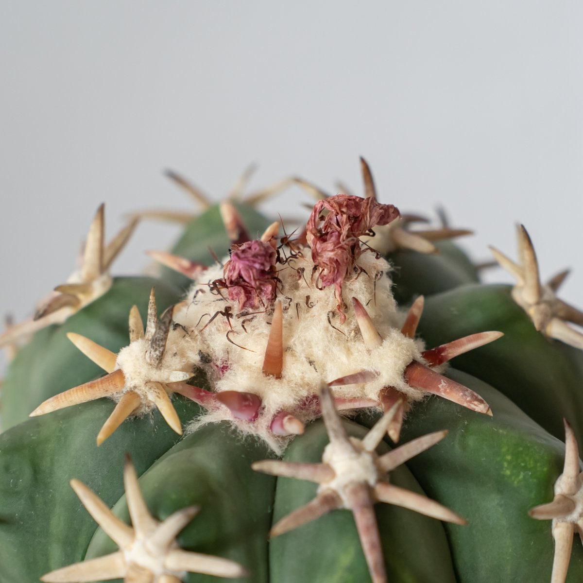 エキノカクタス 白棘翠平丸 接ぎおろし Echinocactus