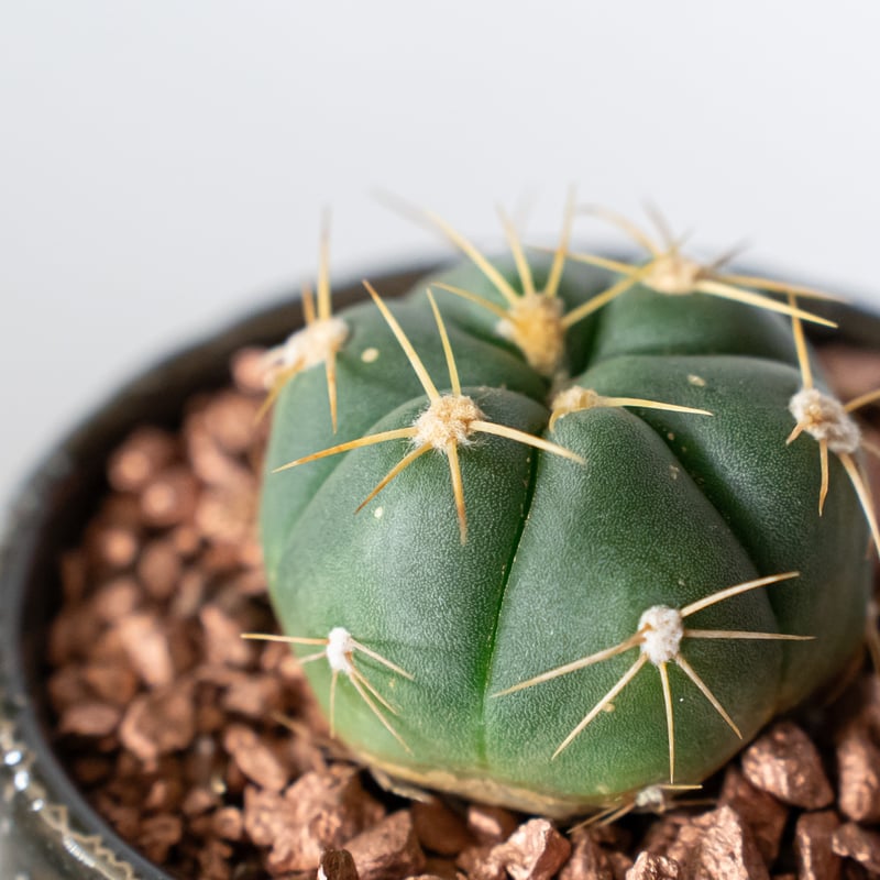 ギムノカリキウム　バッテリー　海王丸　サボテンセット ギムノカリキウム 海王丸 鉢セット Gymnocalycium paraguayense サボ