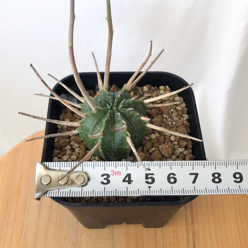 ユーフォルビア スーパーバリダ 美株 雌株 メス株 実生 Euphorbia