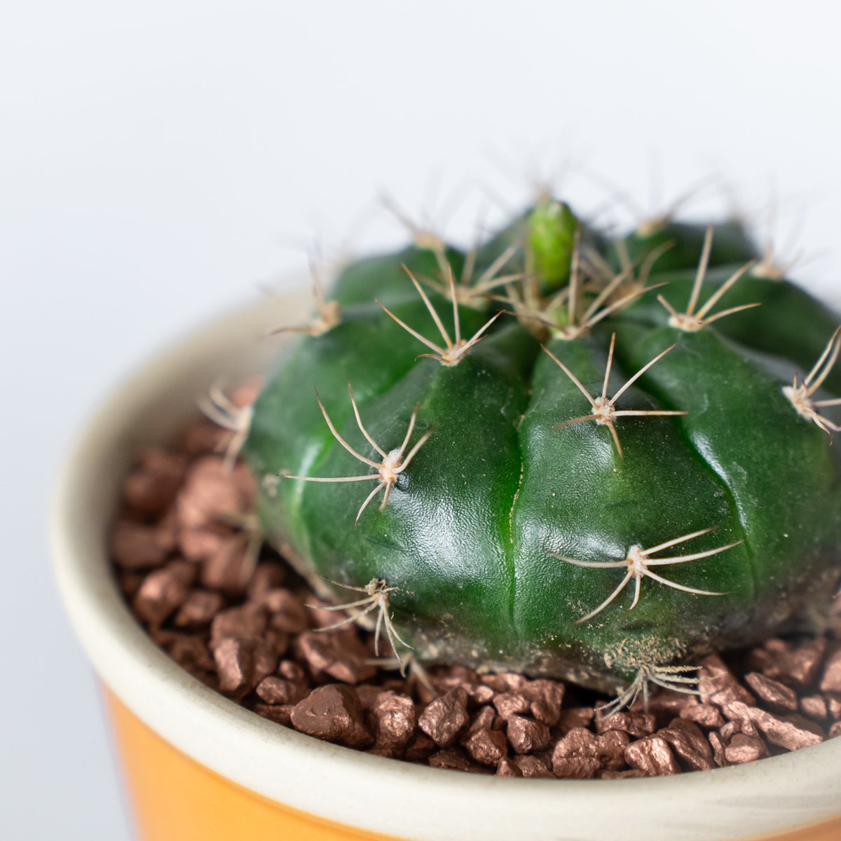 ギムノカリキウム 翠晃冠 鉢セット Gymnocalycium anisitsii サボテン