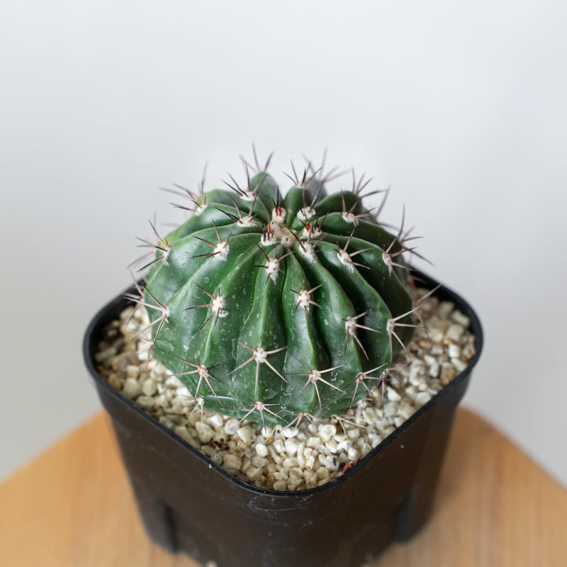 メロカクタス 層雲 実生 Melocactus amoenus サボテン 多肉植物 珍奇