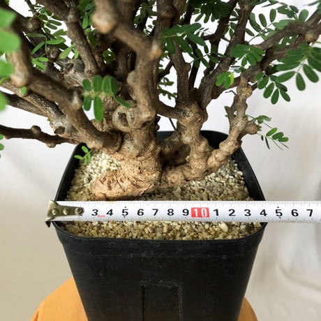 センナ メリディオナリス 特大株 Senna Meridionalis 灌木コーデックス 塊根植物 多肉植物 珍奇植物 静岡 ANTIDOTE 通販 S1082