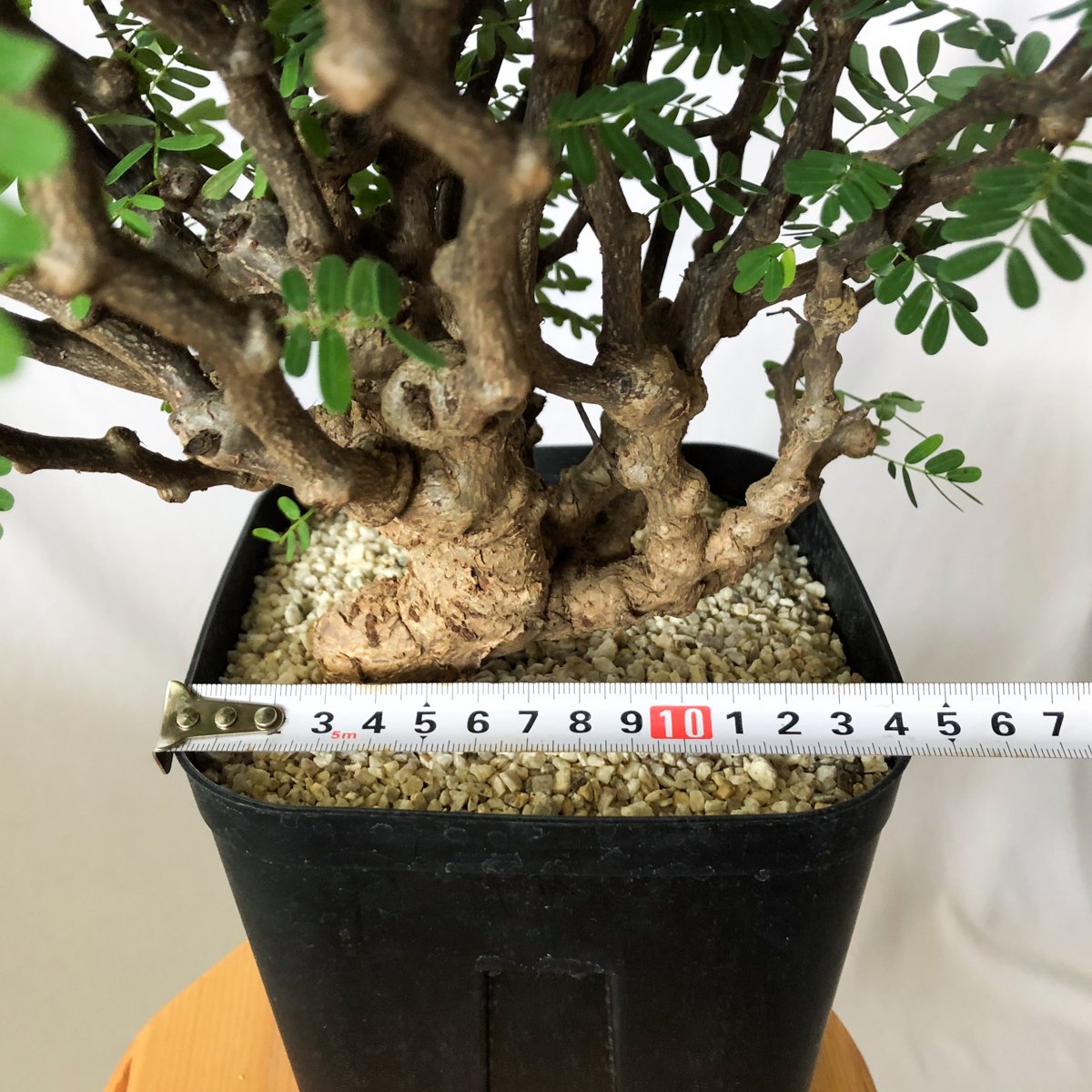 センナ メリディオナリス 特大株 Senna Meridionalis 灌木コーデックス