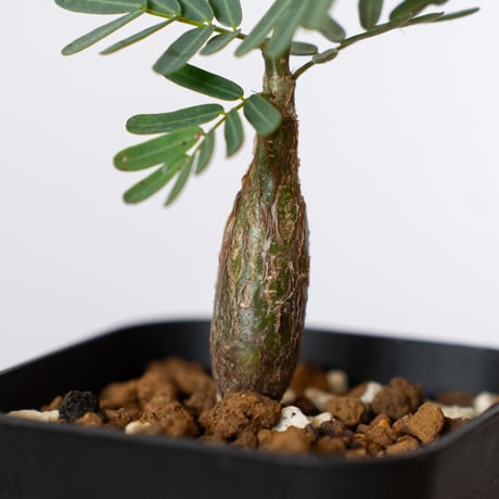 センナ メリディオナリス 実生 Senna Meridionalis 灌木コーデックス 塊根植物 多肉植物 珍奇植物 静岡 ANTIDOTE 通販 S1494
