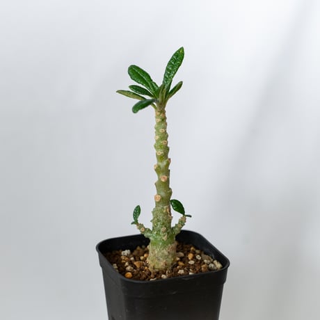 ドルステニア ギガス 実生 Dorstenia gigas 塊根植物 コーデックス 多肉植物 珍奇植物 静岡 ANTIDOTE 通販 S1452