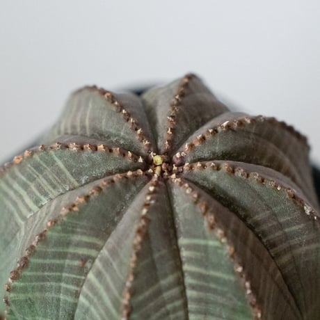 ユーフォルビア オベサ 実生 Euphorbia obesa 多肉植物 珍奇植物 静岡 ANTIDOTE 通販 S1488