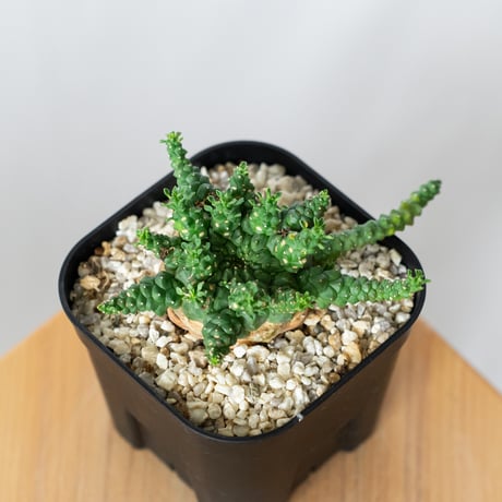 ユーフォルビアゴルゴニス | STORES