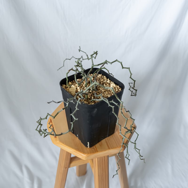 デカリア マダガスカリエンシス ジグザグの木 Decarya madagascariensis