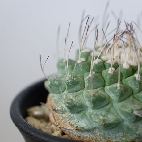 ストロンボカクタス 菊水 実生 Strombocactus discifromis 多肉植物 サボテン 珍奇植物 静岡 ANTIDOTE 通販 S920