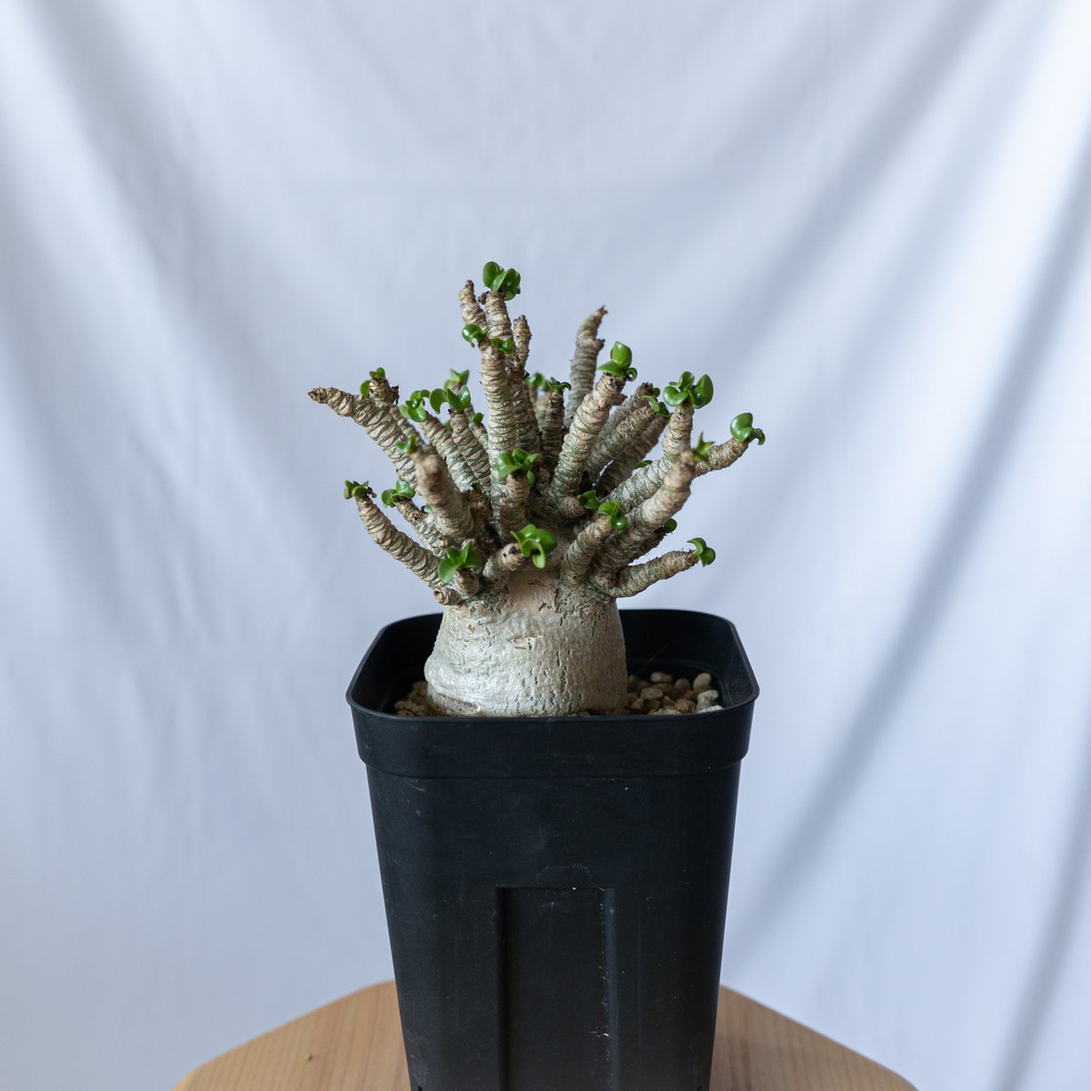アデニウム ドーセットホーン アラビカム 獅子葉 発根済 D.H.A Adenium