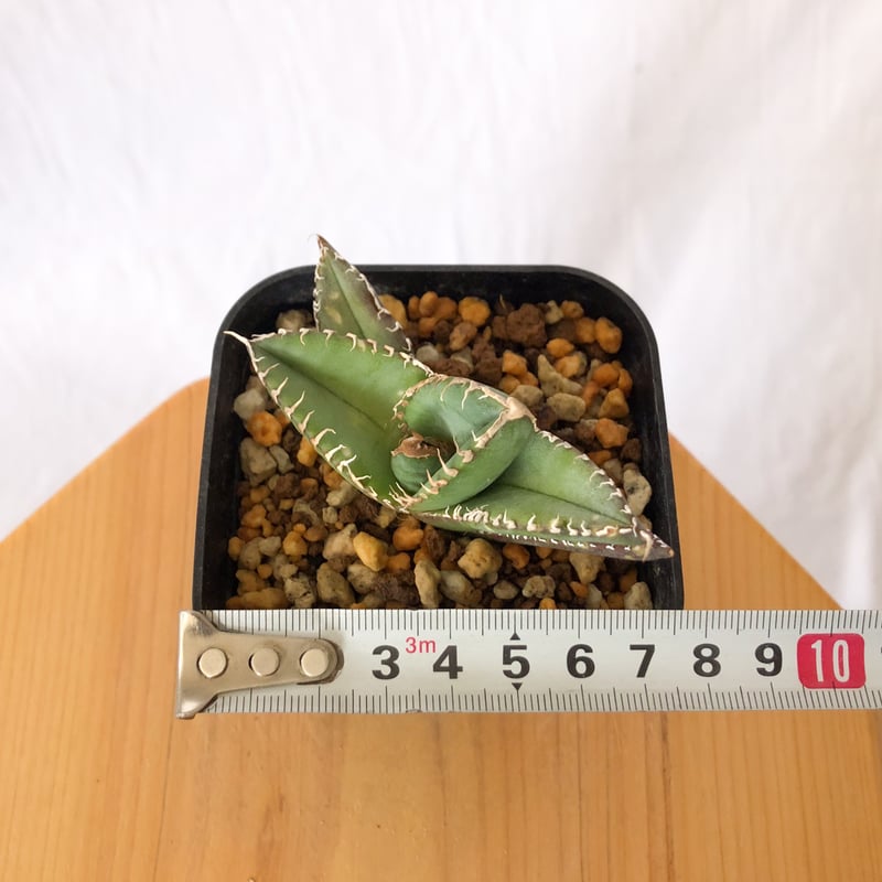 アガベ チタノタ 悪魔くん 子株付き RAFLUMコレクション】アガベ チタノタ