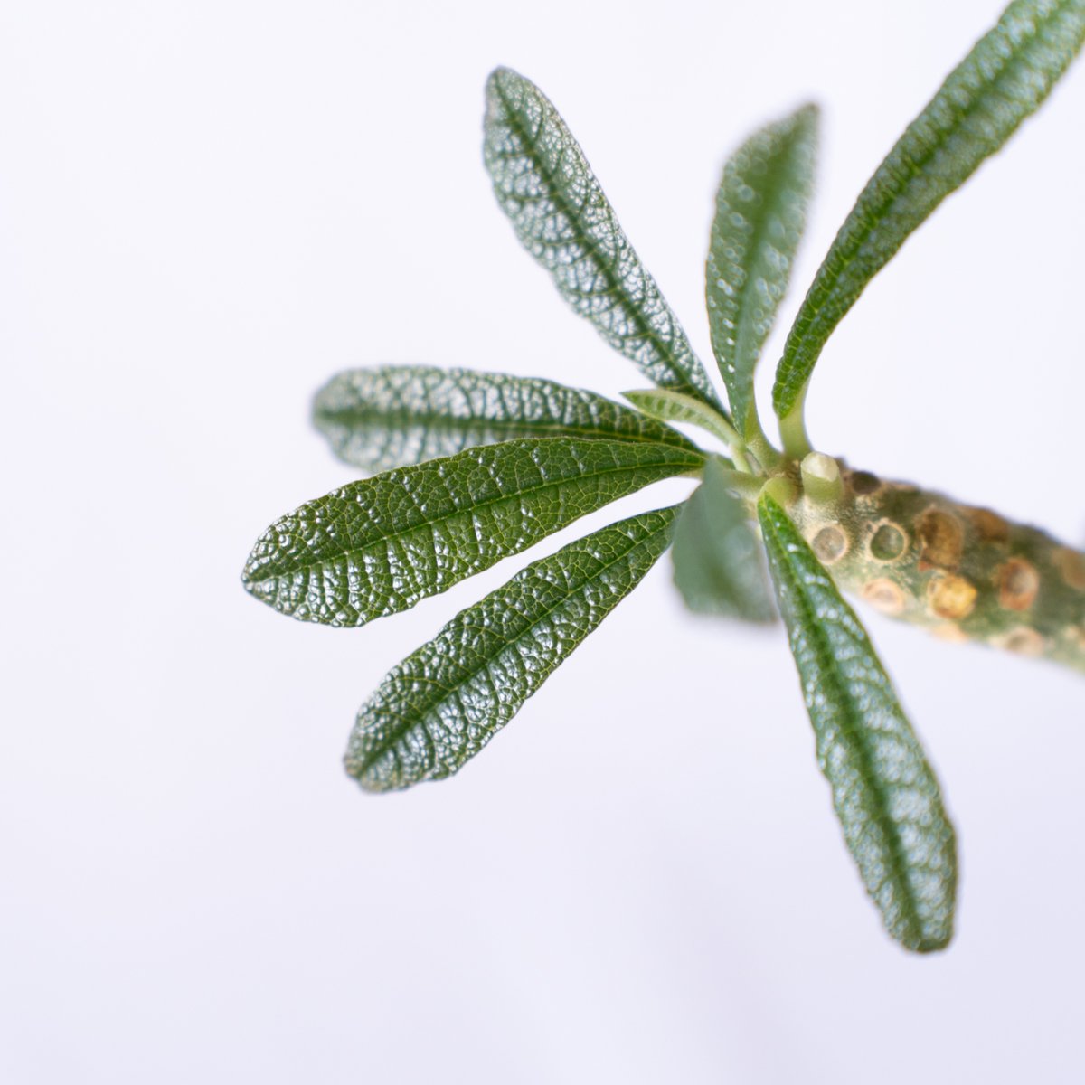 ドルステニア ギガス Dorstenia gigas 挿木 cutting 発根済 塊根植物多