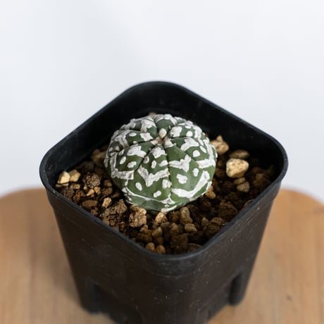 アストロフィツム スーパー兜 Vタイプ 美株 実生 アロー Astrophytum asterias Super Kabuto V サボテン 多肉植物 静岡 ANTIDOTE 通販 S1233