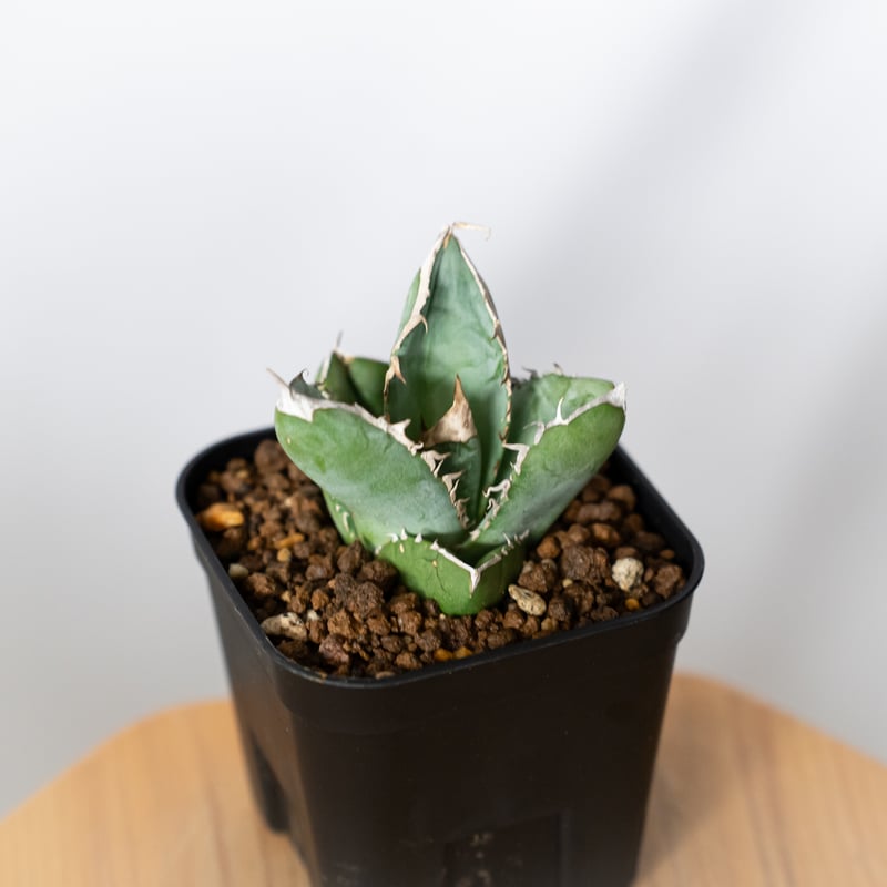 アガベ チタノタ 大白鯊 ホオジロザメ 【発根管理中】TC株 Agave