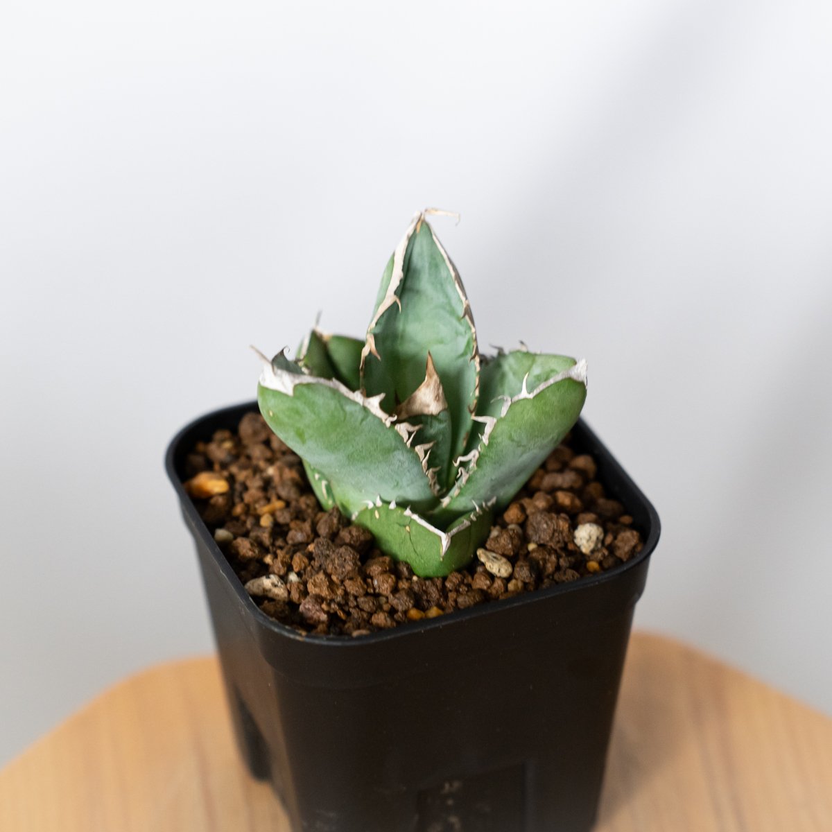 アガベ チタノタ 大白鯊 ホオジロザメ TC株 Agave titanota great w