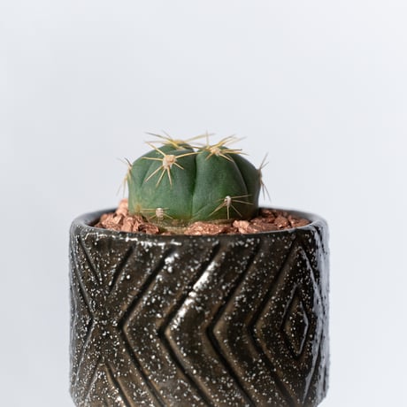 ギムノカリキウム 海王丸 鉢セット Gymnocalycium paraguayense サボテン 多肉植物 観葉植物 静岡 ANTIDOTE 通販 S1343