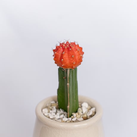 ギムノカリキウム ヒボタン 緋牡丹 鉢セット サボテン 多肉植物 静岡 ANTIDOTE 通販 S1174