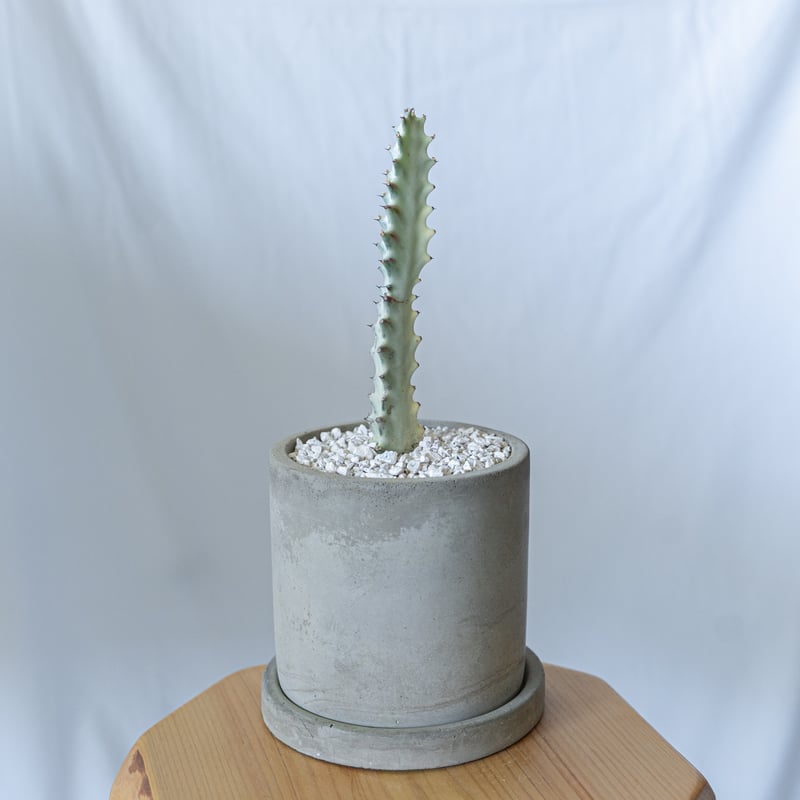 ユーフォルビア ホワイトゴースト Euphorbia 多肉植物 珍奇植物 静岡