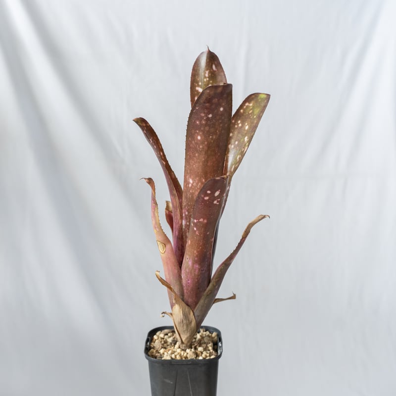 ビルベルギア ハレルヤ billbergia Hallelujah タンクブロメリア
