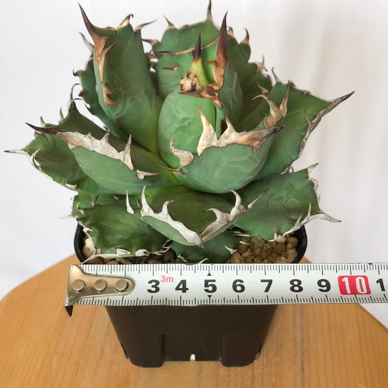アガベ チタノタ 姫厳竜 OC株 Agave titanota 多肉植物 珍奇植物 静岡