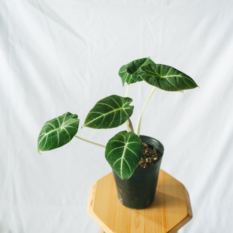 アロカシア ニンジャ Alocasia 観葉植物 静岡 ANTIDOTE 通販 S42 |