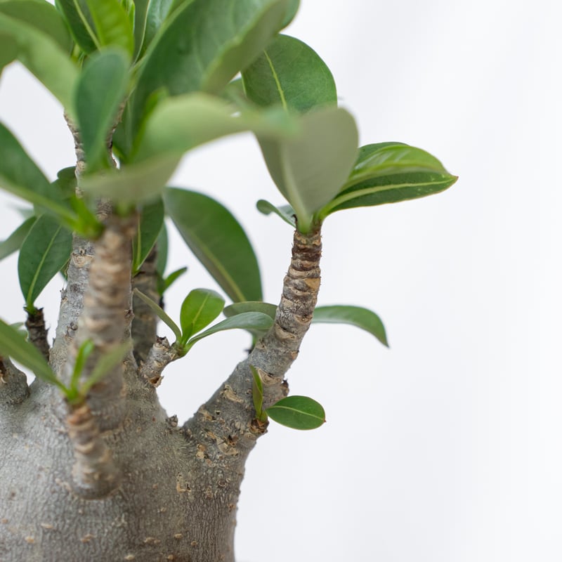 アデニウム アラビカム ブラックスキン 美株 Adenium Arabicum Black S