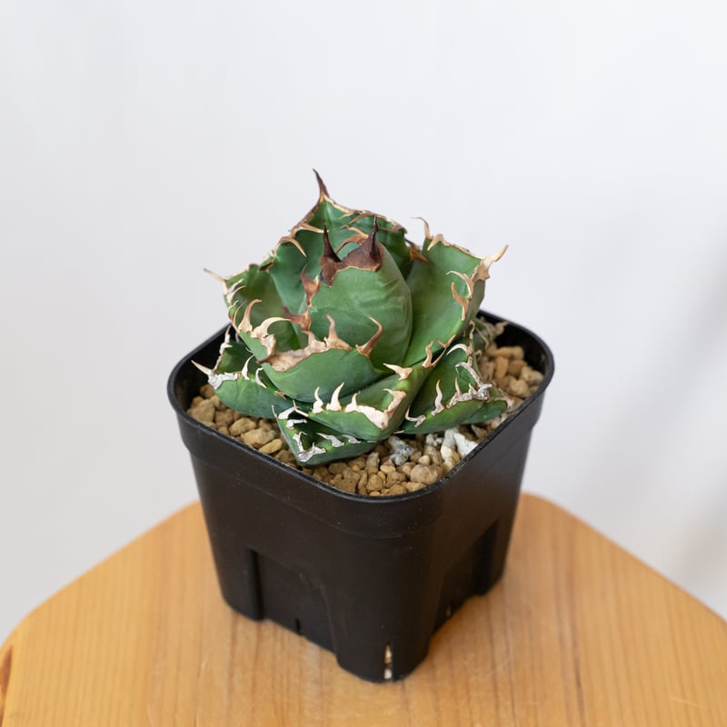 アガベ チタノタ　魔丸　親株販売　コンパクト株 アガベ チタノタ 魔丸 美株 OC株【発根管理中】agave titanota imps