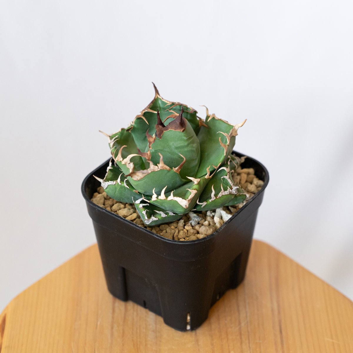 アガベ チタノタ 魔丸 美株 OC株 agave titanota imps 多肉植物 珍奇植
