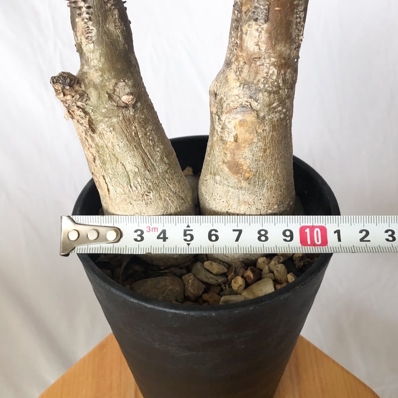 パキポディウム エニグマティクム 現地球 Pachypodium enigmaticum 塊根