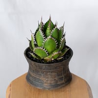 アガベ ホリダ 鉢セット OC株【発根管理中】Agave horrida 多肉植物 珍奇植物 静岡 ANTIDOTE 通販 S1326