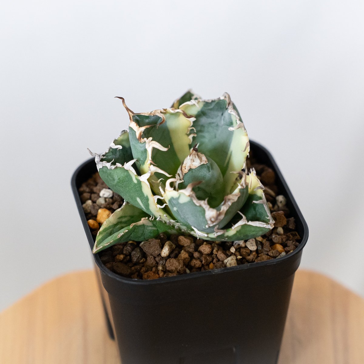 アガベ チタノタ 白鯨 白鯨錦 白覆輪 TC株 Agave titanota White W