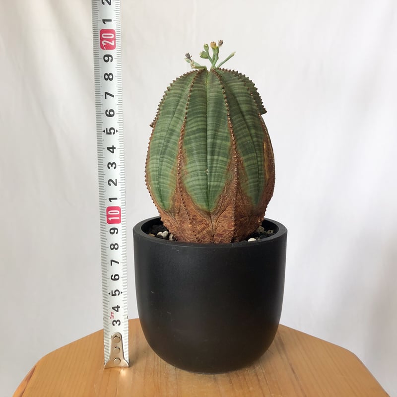 ユーフォルビア オベサ 大株 美株 実生 オールドオベサ Euphorbia