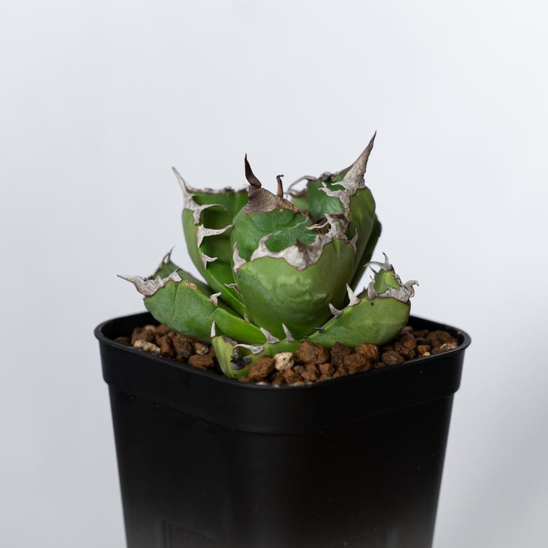 アガベ チタノタ 魔丸 美株 OC株 agave titanota imps 多肉植物 珍奇植