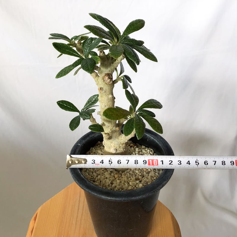 ドルステニア ギガス Dorstenia gigas 実生 塊根植物 多肉植物 珍奇
