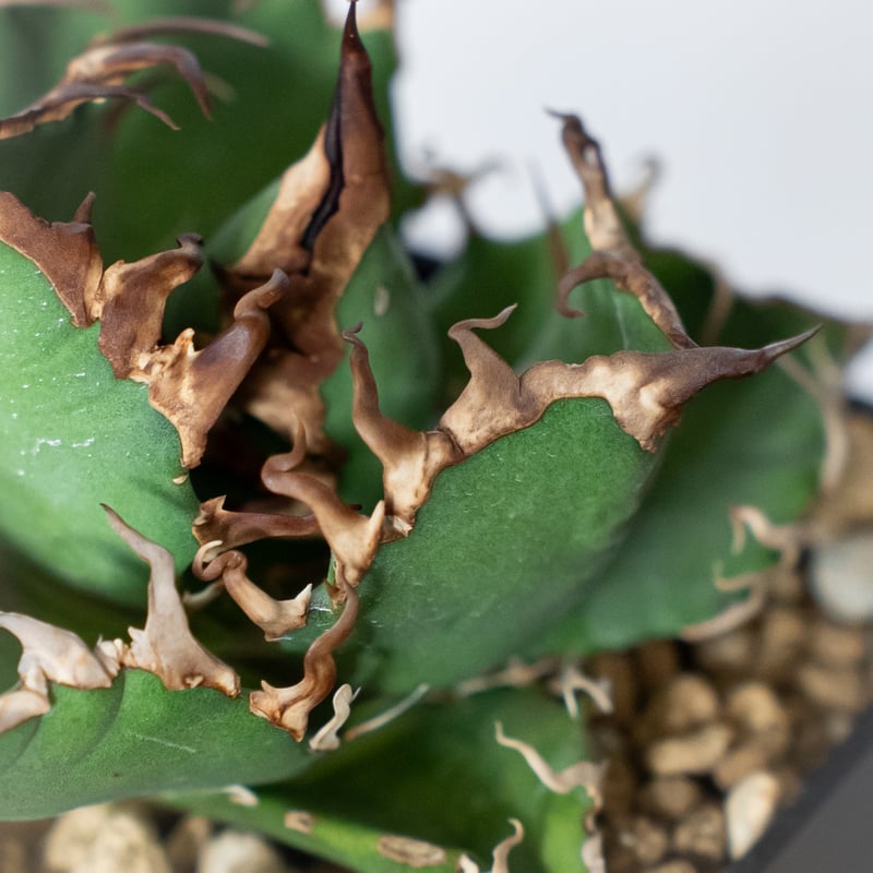 アガベ チタノタ シーザー 美株 OC株 Agave titanota Caesar 多肉植物