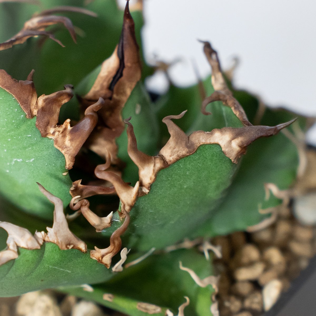 アガベ　チタノタ　シーザー　美株 アガベ チタノタ シーザー 美株 OC株 Agave titanota Caesar 多肉植物