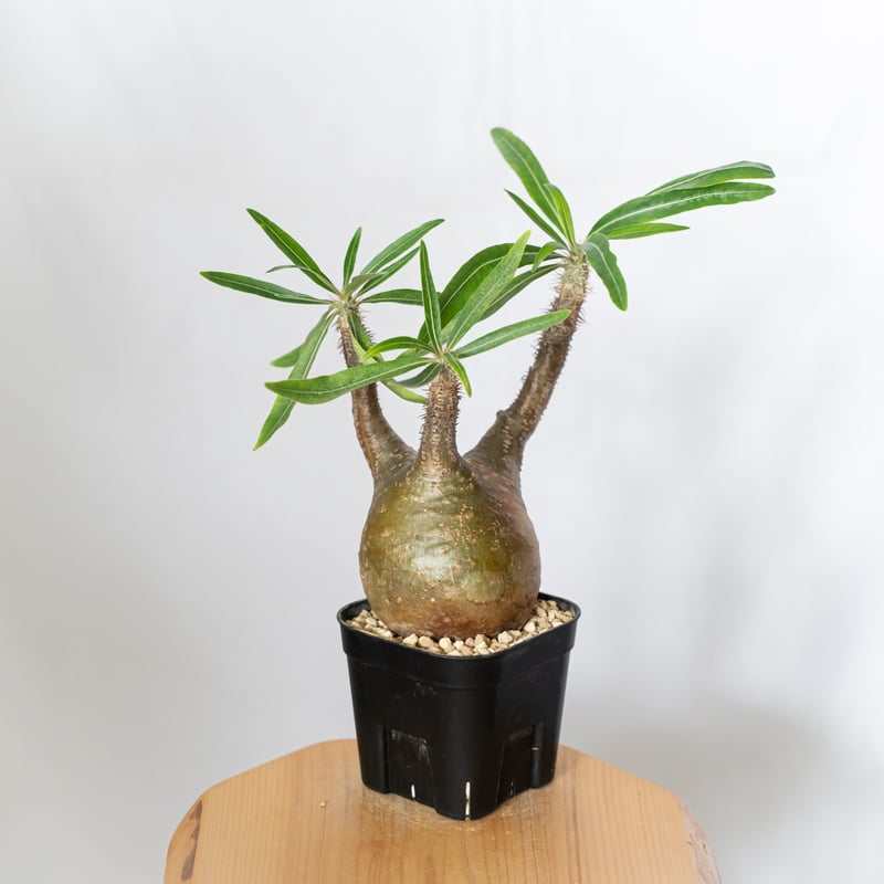 パキポディウム グラキリス 現地球 良型 pachypodhium Gracilius 塊根植