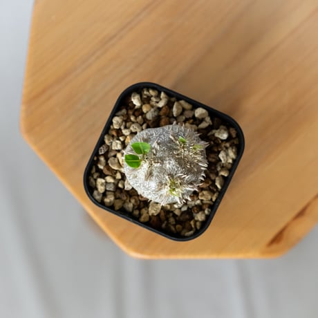 パキポディウム ブレビカウレ 恵比寿笑い 実生 Pachypodium brevicaule 塊根植物 コーデックス 多肉植物 珍奇植物 静岡 ANTIDOTE 通販 S1436