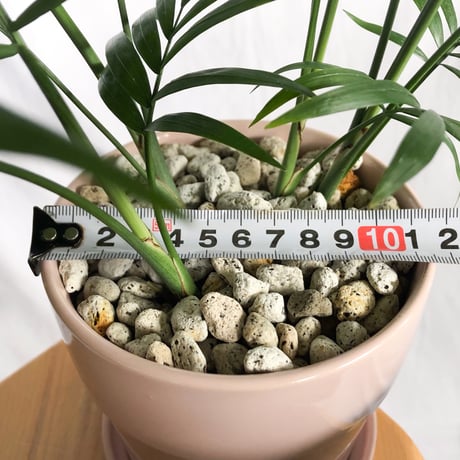 テーブルヤシ 鉢セット Parlor palm 観葉植物 多肉植物 インテリアグリーン 静岡 ANTIDOTE 通販 S1303