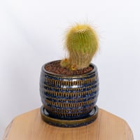 金晃丸 キンコウマル Golden ball cactus サボテン 多肉植物 静岡 ANTIDOTE 通販 S1173
